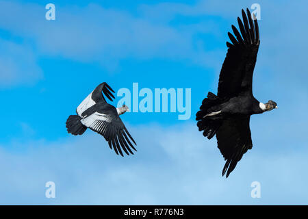 Le condor des Andes (Vultur gryphus) en vol, le Parc National Torres del Paine, Patagonie chilienne, Chili Banque D'Images