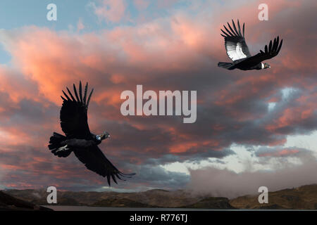 Le condor des Andes (Vultur gryphus) en vol, le Parc National Torres del Paine, Patagonie chilienne, Chili Banque D'Images