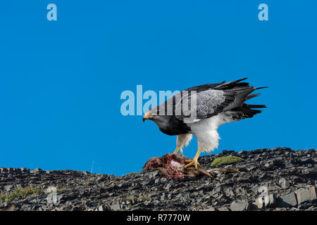 Black-chested Buzzard-Eagle (Geranoaetus melanoleucus australis) qui se nourrit d'une carcasse, Parc National Torres del Paine Banque D'Images