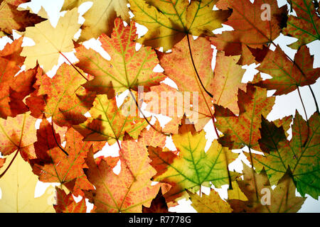 Les feuilles d'automne, l'érable argenté (Acer saccharinum) Banque D'Images