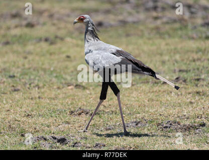 Dans l'oiseau secrétaire Moremi Delta de l'Okavango, au Botswana. Banque D'Images