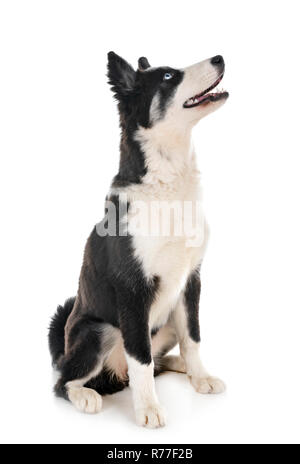 Les jeunes Yakutian Laika in front of white background Banque D'Images