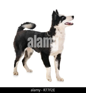 Les jeunes Yakutian Laika in front of white background Banque D'Images