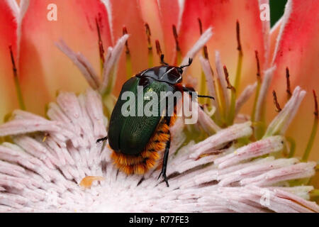 Roi protea fleur mealtime. Banque D'Images