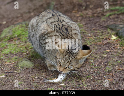 Chat sauvage écossais - Felis silvestris Chat Disparition de Scottish Highlands (captive) Banque D'Images