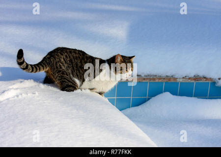 Un chat mignon dans la neige Banque D'Images