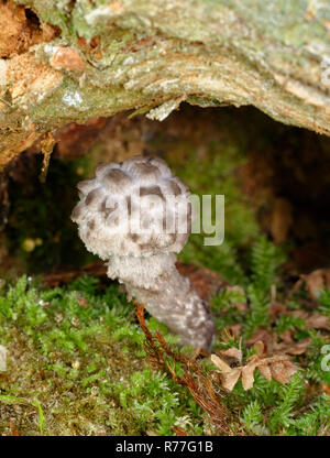 Vieil homme des bois - Strobilomyces strobilaceus champignon Rare de hêtraies Banque D'Images