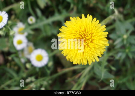 Fleur jaune, close-up, fleur Banque D'Images