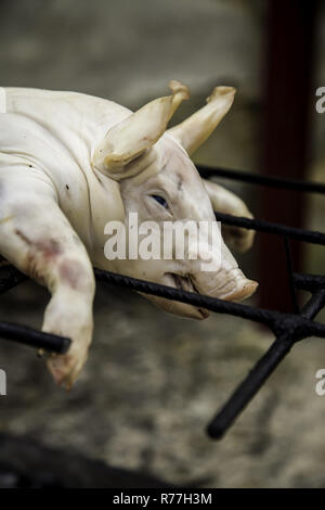 Le cochon de lait grillé Banque D'Images