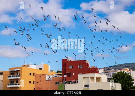 Troupeau de pigeons voyageurs voler dans un mouvement circulaire dans le ciel au-dessus d'Alcala, Tenerife, Canaries, Espagne Banque D'Images