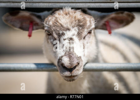 Derrière la clôture des moutons sur une ferme Banque D'Images