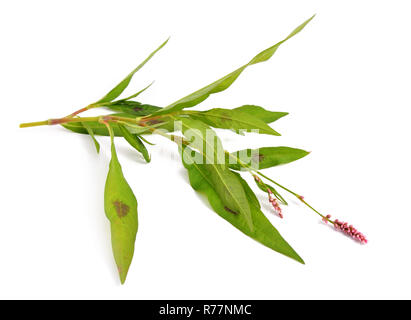 Polygonum persicaria isolés. Banque D'Images