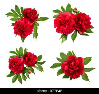 Les Pivoines rouges sur fond blanc. Illustration de Vecteur