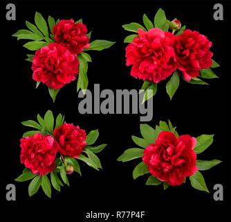 Les Pivoines rouge sur fond noir. Illustration de Vecteur