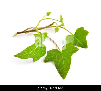 Hedera isolé sur fond blanc. Banque D'Images