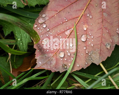 Close-up of a red leaf avec gouttes dans l'herbe Banque D'Images