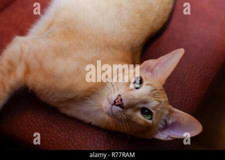 Red Ginger cat oriental avec des yeux vert clair et étendu à la recherche vers le haut Banque D'Images