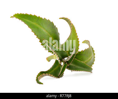 Bryophyllum Daigremontianum, également appelée Mère de milliers, Alligator, usine ou Mexican Hat Plant (Kalanchoe daigremontiana) Banque D'Images