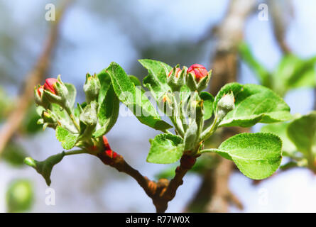 Bourgeons rouge de Apple Blossom closeup Banque D'Images