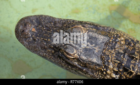 Tête de crocodile, vue du dessus. Banque D'Images