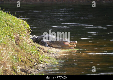 Pose d'Alligator près d'un étang avec sa bouche ouverte. Banque D'Images