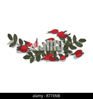 Clipart isolé d'églantier Banque D'Images