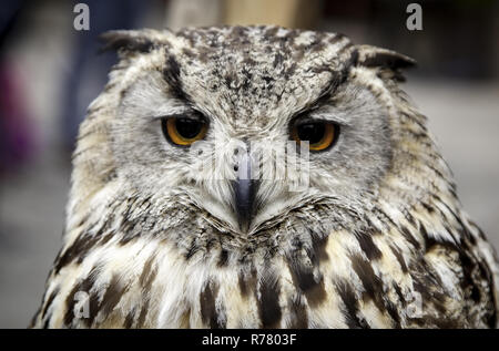 Hibou Royal, détail d'un oiseau sauvage, oiseau Banque D'Images