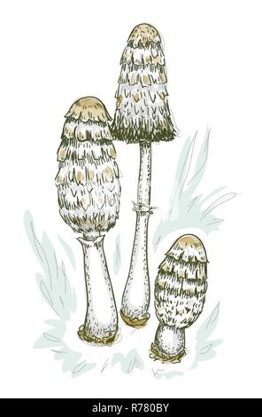 Coprinus comatus champignons. Vector illustration. Illustration de Vecteur