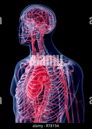 Rendu 3d illustration du système vasculaire humain. Banque D'Images