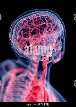 Rendu 3d illustration du système vasculaire de la tête. Banque D'Images