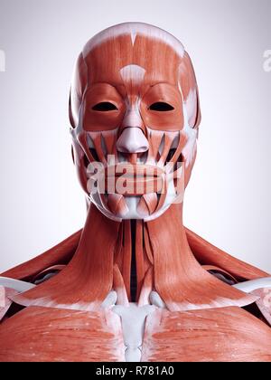 Rendu 3d illustration de la tête et des muscles du cou. Banque D'Images