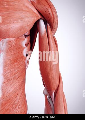 Rendu 3d illustration de la partie supérieure du bras muscles. Banque D'Images