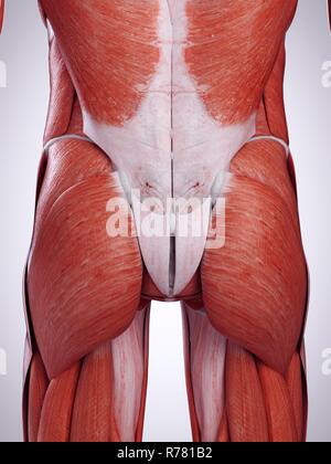 Rendu 3d illustration de la partie inférieure des muscles. Banque D'Images