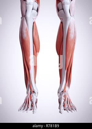 Rendu 3d illustration de la jambe les muscles. Banque D'Images