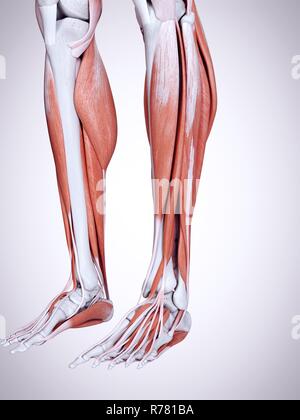 Rendu 3d illustration de la jambe les muscles. Banque D'Images