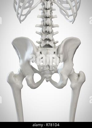 Rendu 3d illustration du sacrum. Banque D'Images