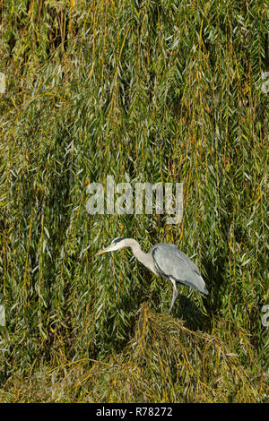 Héron cendré Ardea cinera, perché en saule pleureur Bushy Park, Outer London, England, UK, octobre Banque D'Images