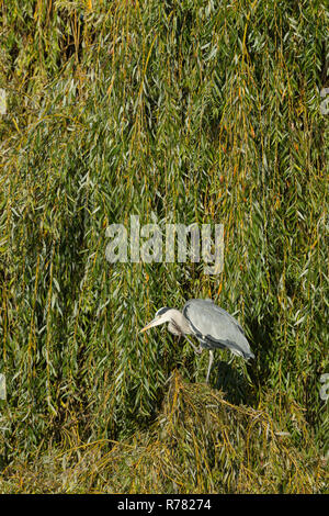 Héron cendré Ardea cinera, perché et gratter dans saule pleureur Bushy Park, Outer London, England, UK, octobre Banque D'Images