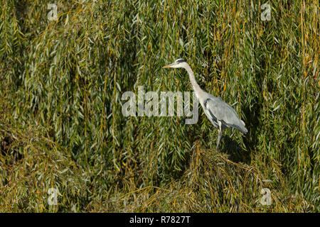 Héron cendré Ardea cinera, perché en saule pleureur Bushy Park, Outer London, England, UK, octobre Banque D'Images