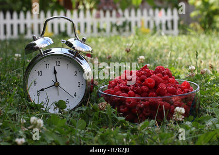 La saison des baies. Framboises fraîches et d'alarme dans l'herbe. Banque D'Images