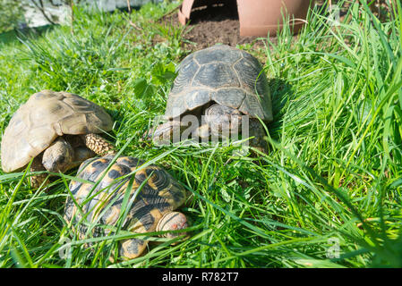 Marginated tortoise (Testudo marginata sarda), dans le centre Banque D'Images