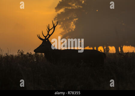 Red Deer, Cervus elaphus, Stag, marcher dans la compensation entre les arbres, Bushy Park, London, UK, octobre Banque D'Images