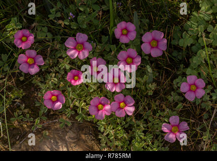 Woodsorrel violet, Oxalis purpurea, en fleurs, Karoo, Afrique du Sud. Banque D'Images