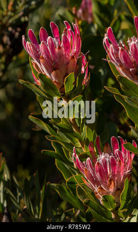 Protaea Protaea du bot, compacta, en fleurs en fynbos près de Hermanus, Le Cap, Afrique du Sud. Banque D'Images