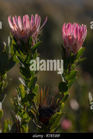 Protaea Protaea du bot, compacta, en fleurs en fynbos près de Hermanus, Le Cap, Afrique du Sud. Banque D'Images