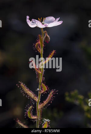 Rose Fleur sundew Drosera, cistiflora, en fleurs, la réserve naturelle de Fernkloof, Afrique du Sud. Banque D'Images