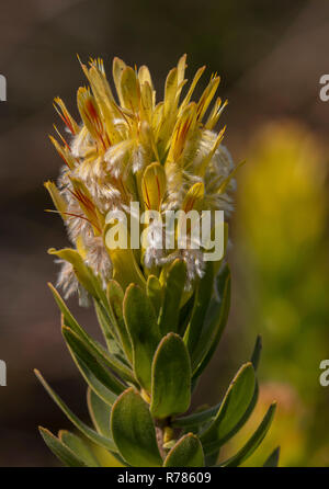 Mimetes cucullatus commun, pagode, en fleurs de fynbos, Western Cape, Afrique du Sud. Banque D'Images