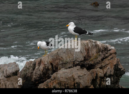 Larus dominicanus Kelp Gull, paire, sur les roches du littoral, l'ouest de cap, Soutrh l'Afrique. Banque D'Images