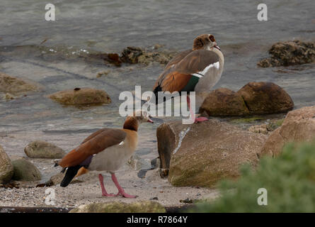 Egyptian goose Alopochen aegyptiaca, paire, dans l'habitat naturel à Betty's bay, Le Cap, Afrique du Sud. Banque D'Images