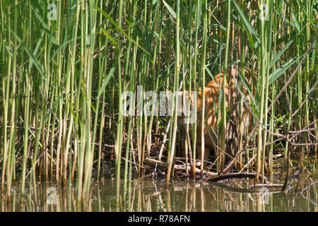 Chat domestique, orange tabby, chasse dans les roseaux, Saxe-Anhalt, Allemagne Banque D'Images